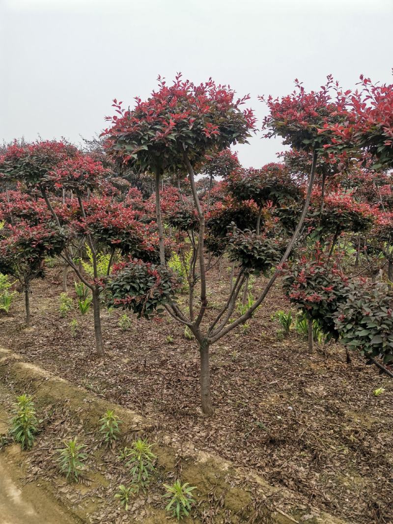 基地供应，造型红叶李树，优质造型红叶杢树，绿化苗木