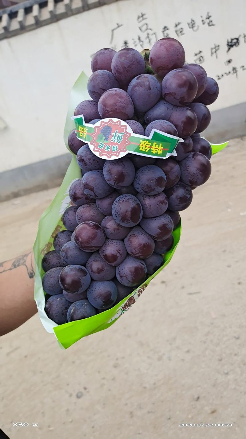 精品葡萄可视频看货，