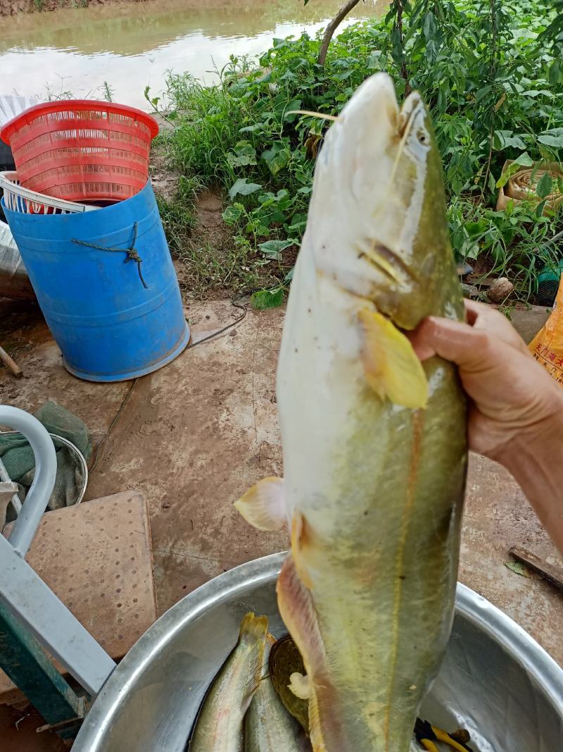 大量出售优质大口鲶鱼