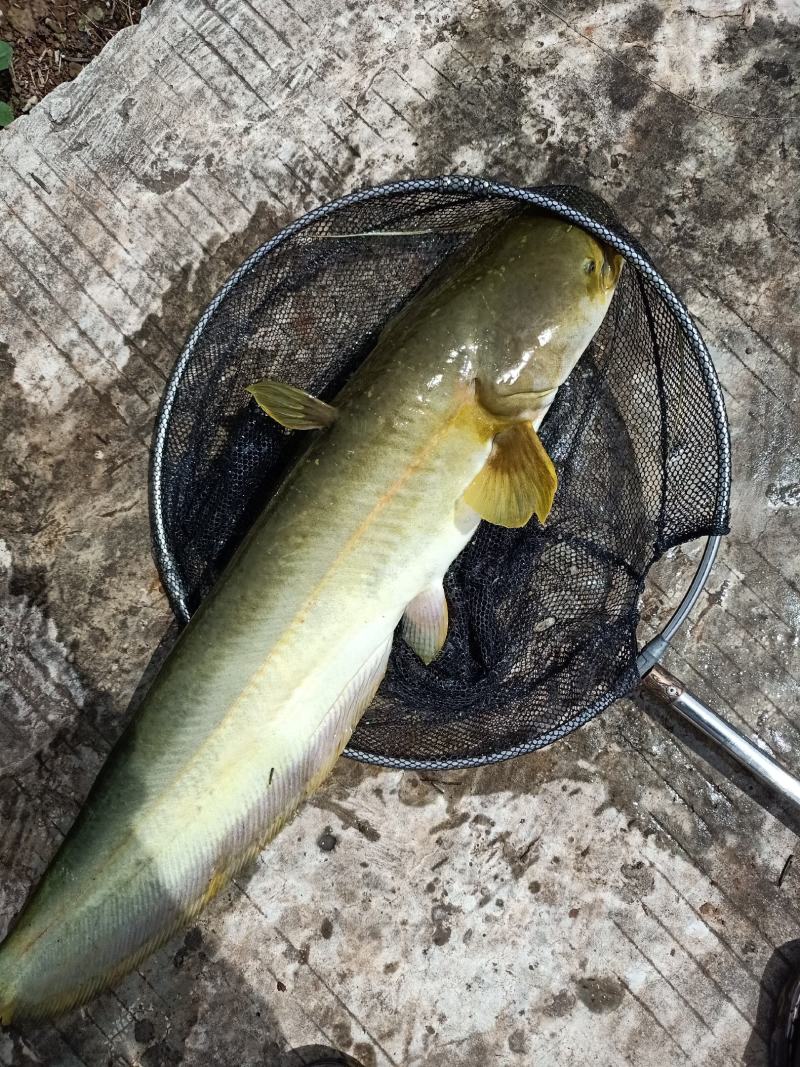 大量出售优质大口鲶鱼
