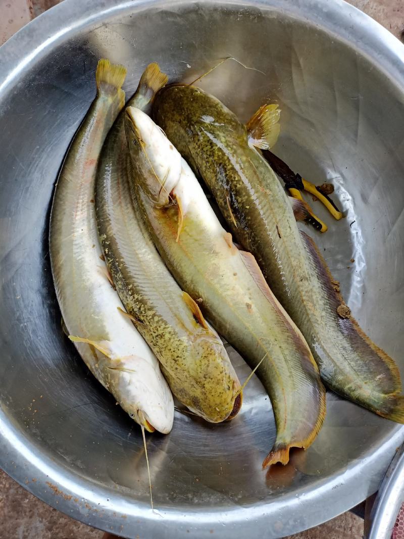 大量出售优质大口鲶食用