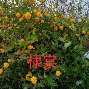 河北黄花棣棠，河北从生黄花棣棠，绿化工程苗