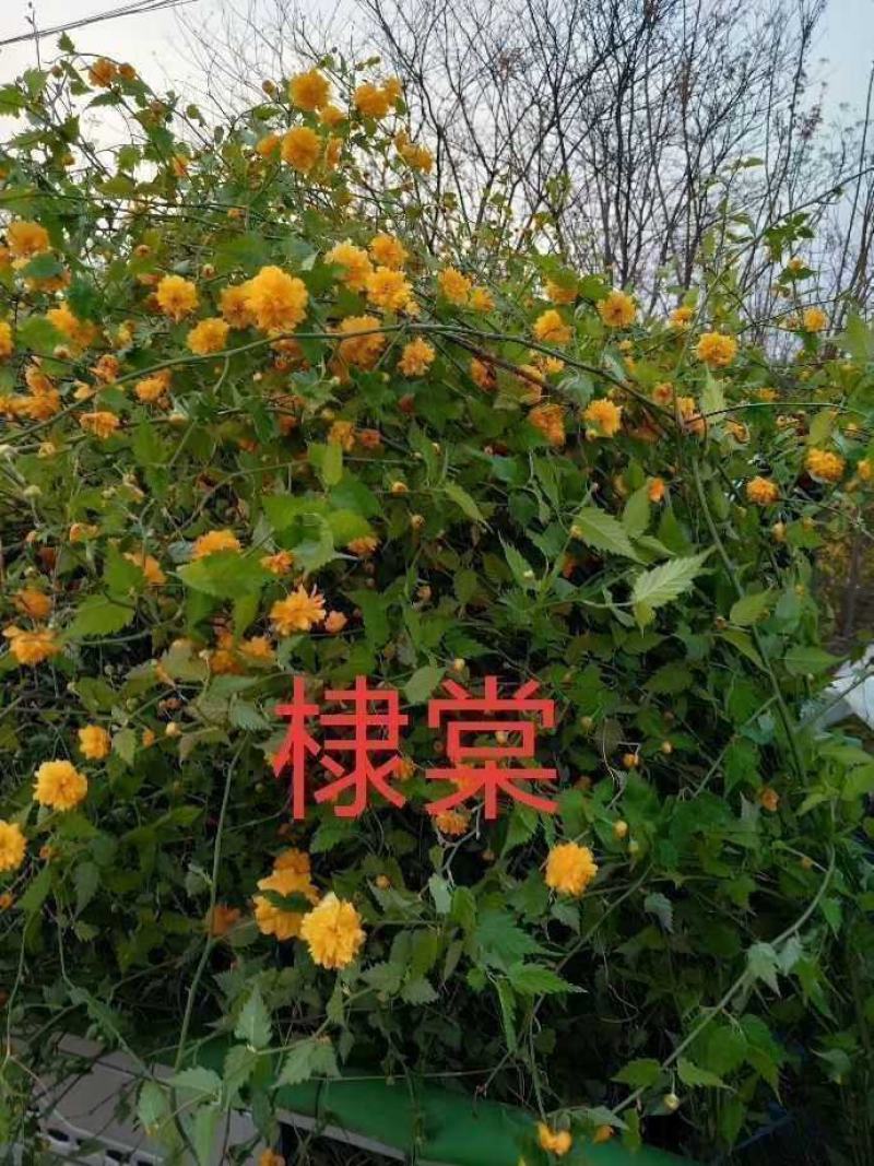 河北黄花棣棠，河北从生黄花棣棠，绿化工程苗