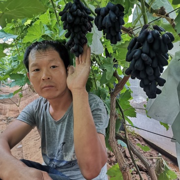 甜蜜蓝宝石葡萄苗盆栽地栽当年结果可签合同包技术指导