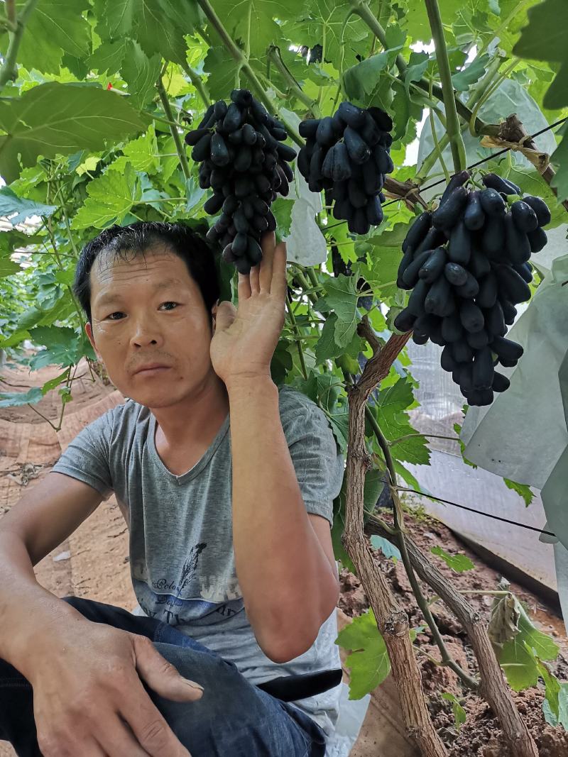 甜蜜蓝宝石葡萄苗盆栽地栽当年结果可签合同包技术指导
