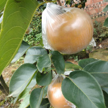重庆永川区黄瓜山黄花梨