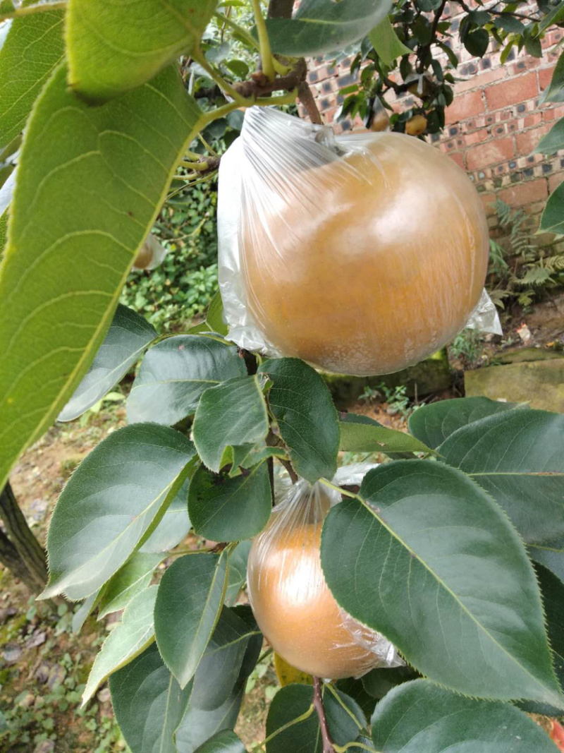 重庆永川区黄瓜山黄花梨
