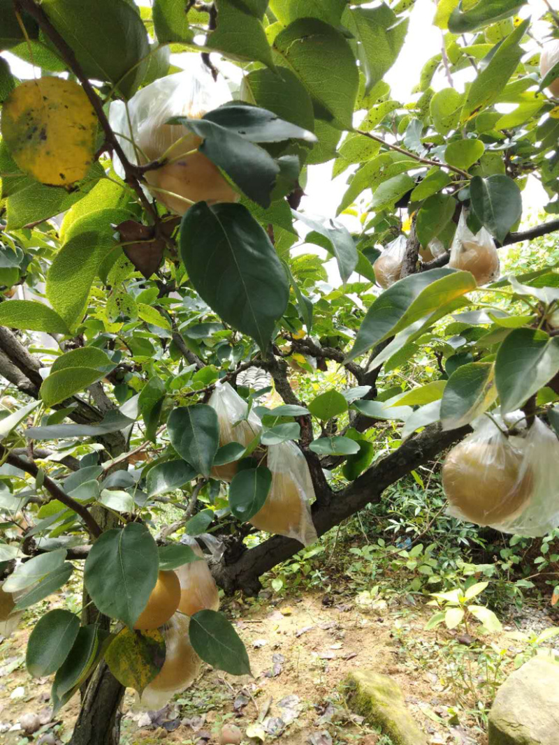 重庆永川区黄瓜山黄花梨