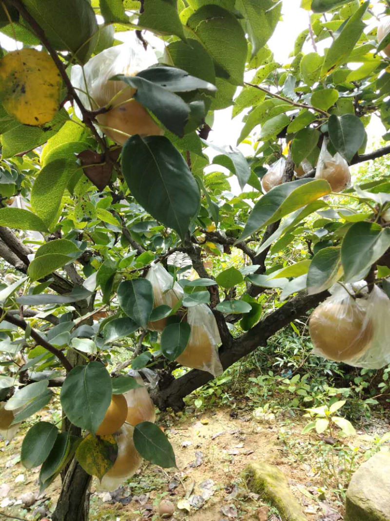 重庆永川区黄瓜山黄花梨