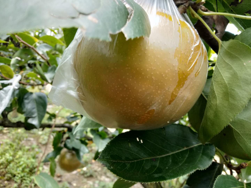 重庆永川区黄瓜山黄花梨