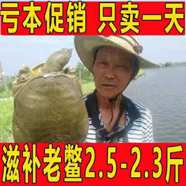 2.5斤亏本促销,只卖一天,自家荷花池放养,吃小鱼小虾