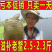 2.5斤亏本促销,只卖一天,自家荷花池放养,吃小鱼小虾
