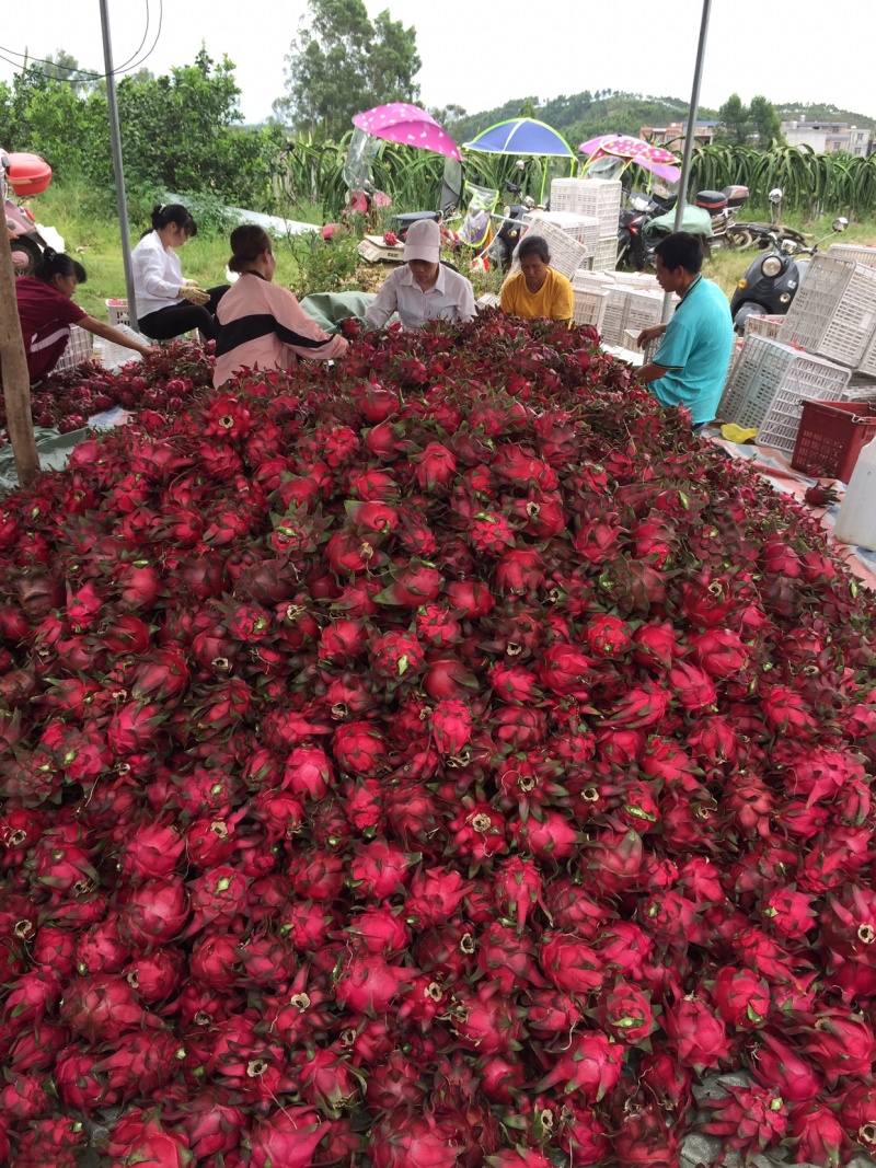 火龙果，桂红龙，金都，木兰，大红龙，黄龙，