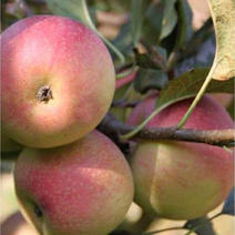 精品“国光”苹果，产地直供，保质保量，产地价格