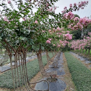 自家苗圃供应紫薇造型紫薇椅子造型视频看货