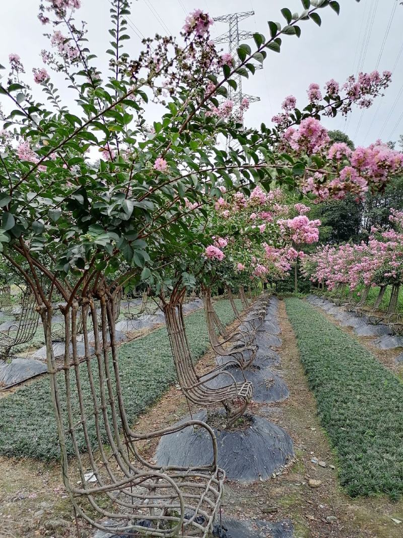 自家苗圃供应紫薇造型紫薇椅子造型视频看货