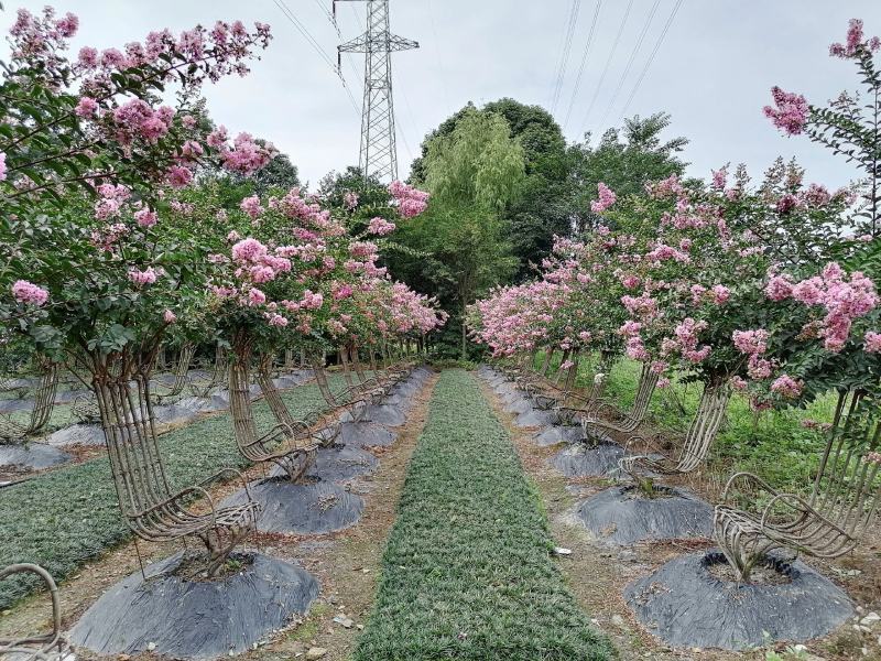 自家苗圃供应紫薇造型紫薇椅子造型视频看货