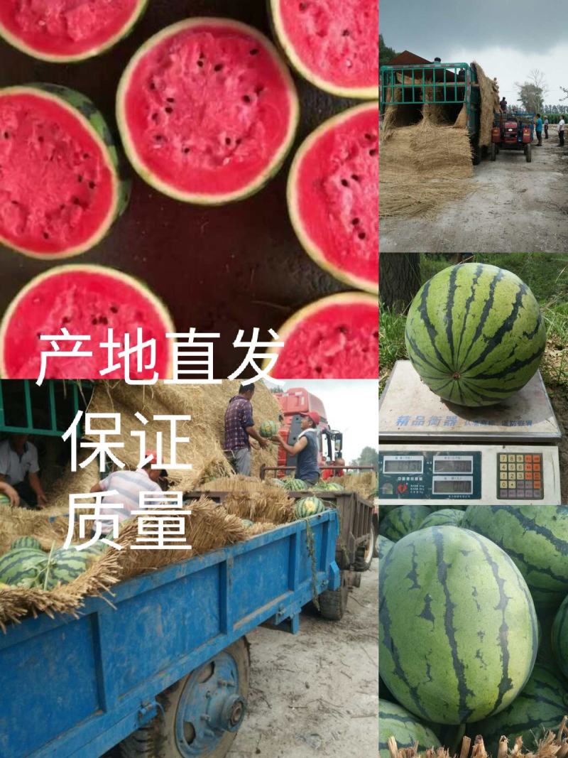吉林公主岭西瓜，圆瓜，庆红999，地雷瓜、甜王西瓜