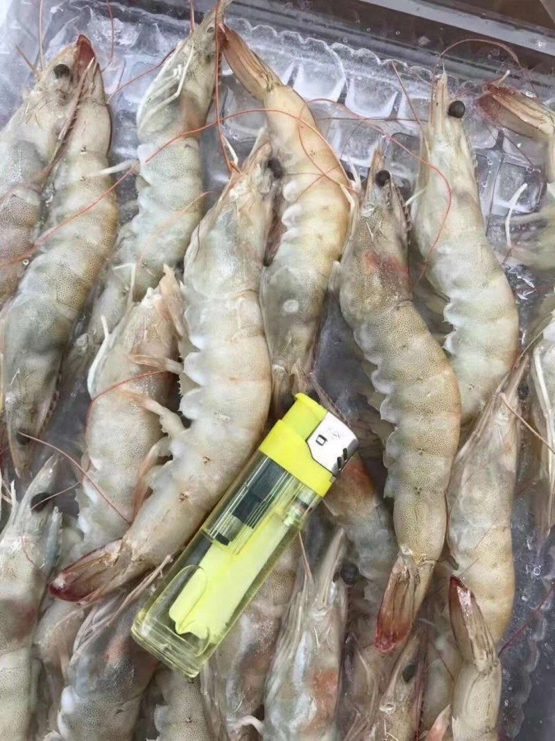 东海舟山带鱼鲳鱼黄花，大小规格齐全。