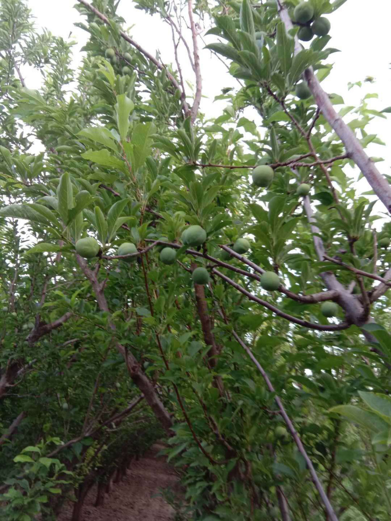 青李子上市了做罐桶果干之类