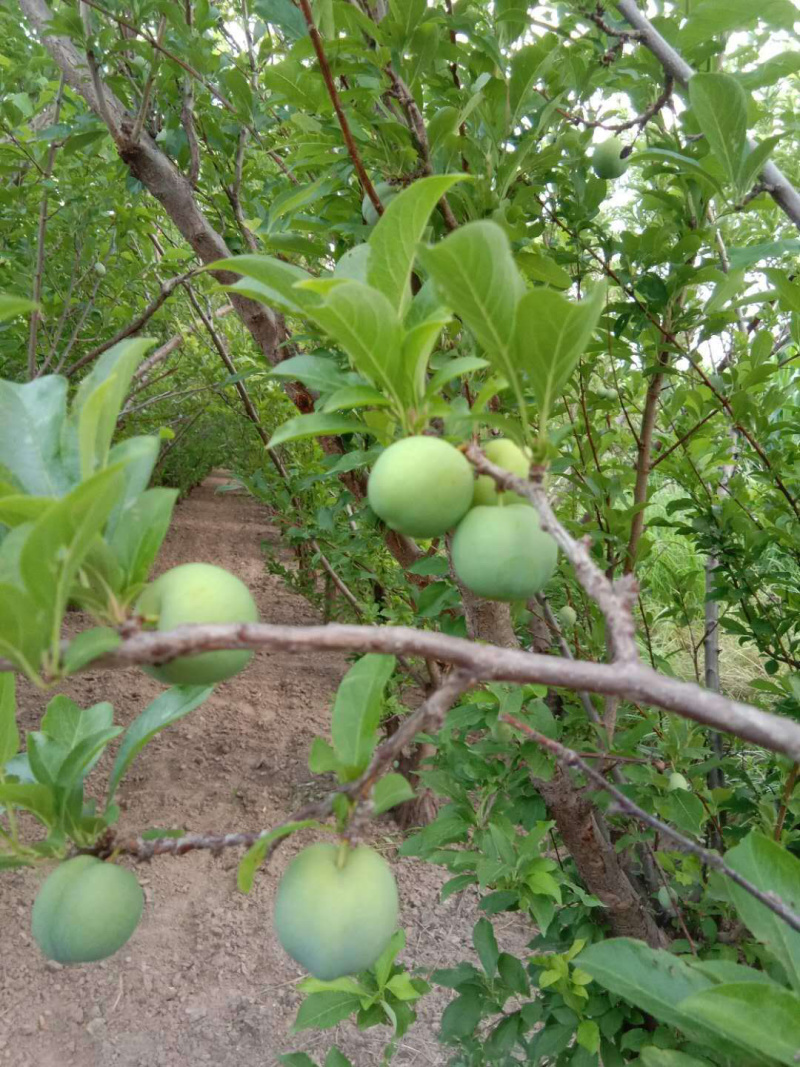 青李子上市了做罐桶果干之类