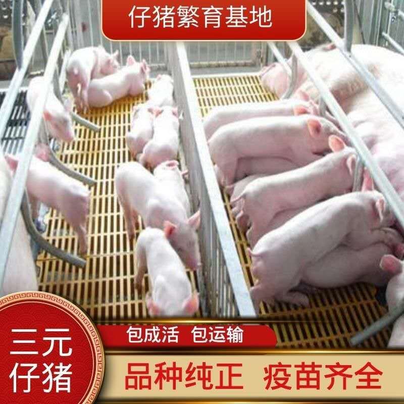 【防疫完善】仔猪批发三元仔猪猪场直销包成活免费运输