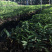 广东省汕头樟林林檎苗现在大量出售，带营养杯