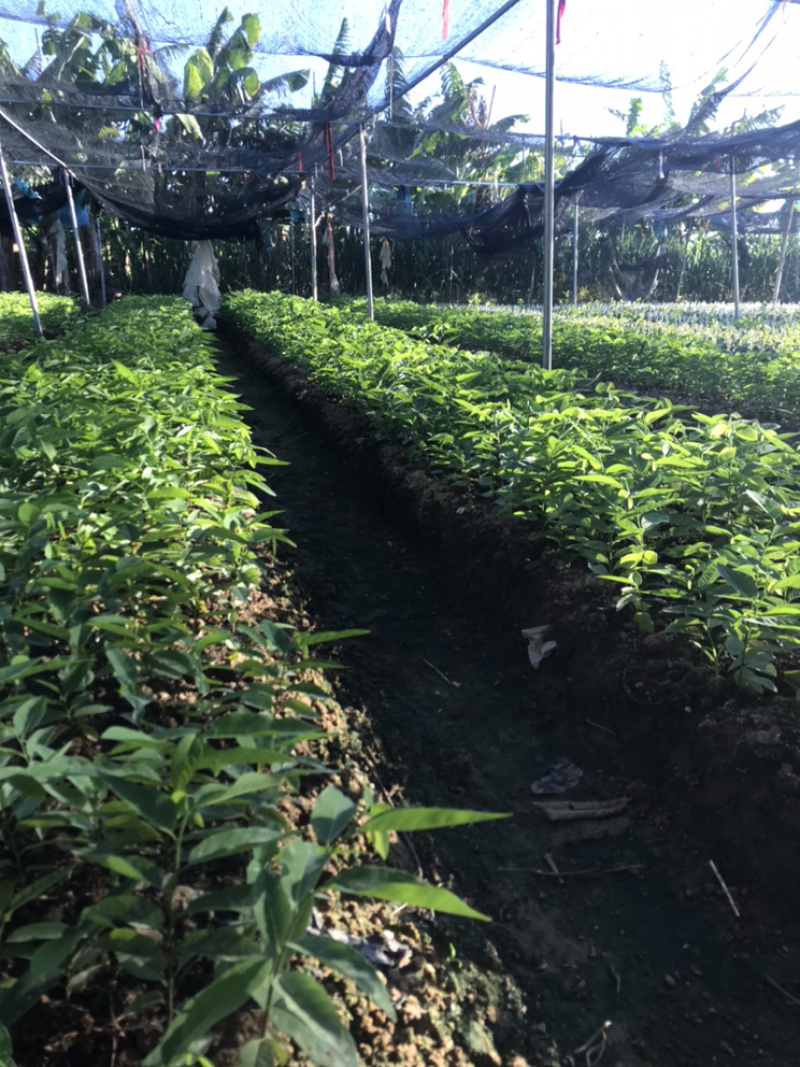 广东省汕头樟林林檎苗现在大量出售，带营养杯