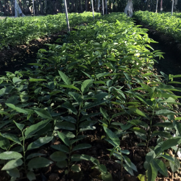 广东省汕头樟林林檎苗现在大量出售，带营养杯