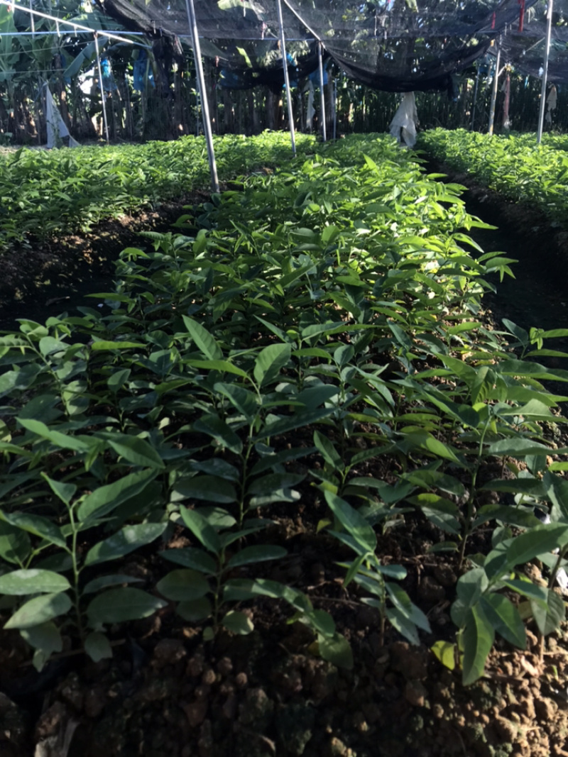 广东省汕头樟林林檎苗现在大量出售，带营养杯