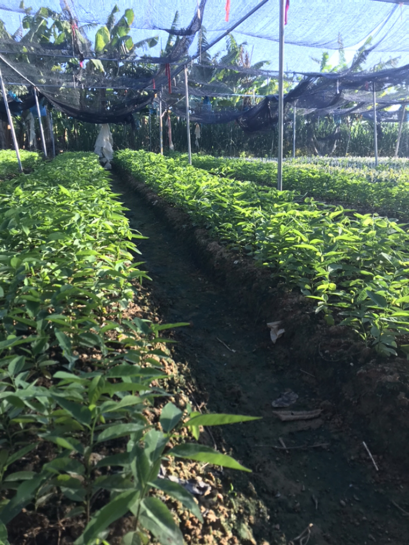广东省汕头樟林林檎苗现在大量出售，带营养杯