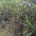 自家苗圃供应翠芦莉基地直销视频看货保质保量