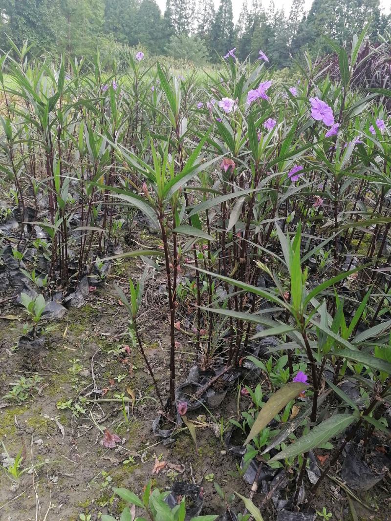 自家苗圃供应翠芦莉基地直销视频看货保质保量