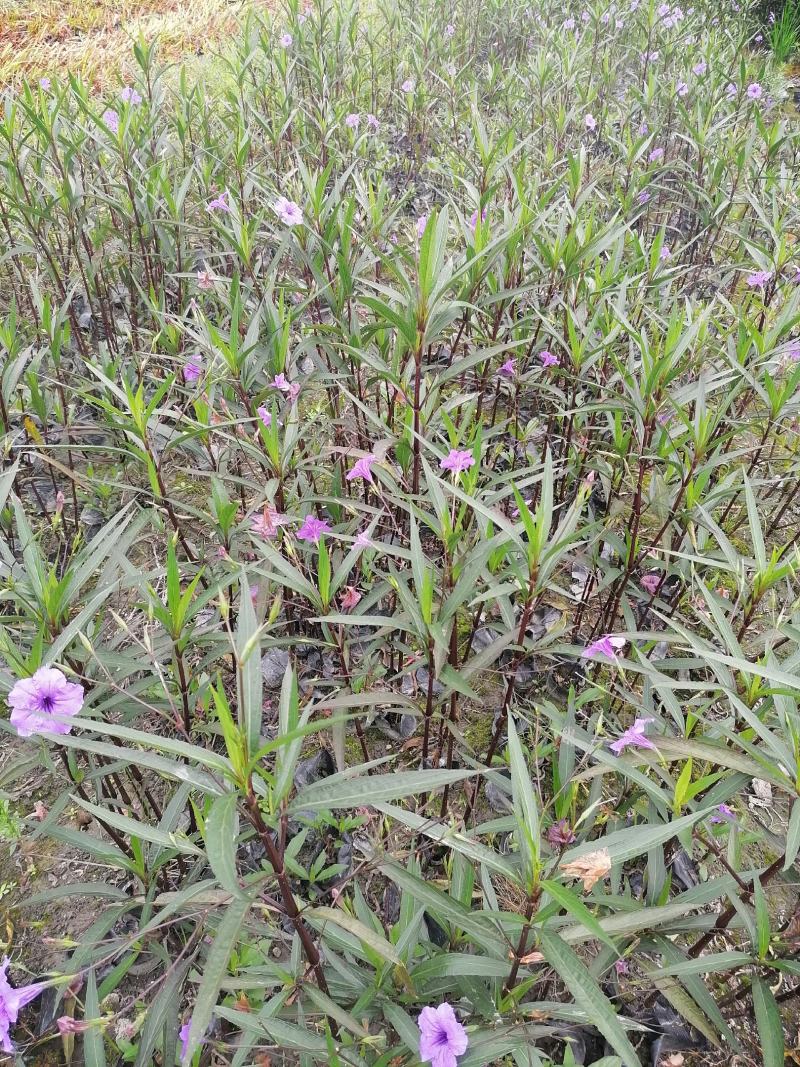 自家苗圃供应翠芦莉基地直销视频看货保质保量