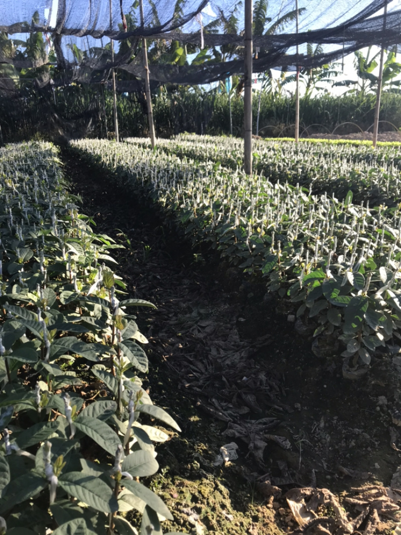 芭乐苗出售了，需要的老板们看过来，苗带营养杯