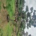 造型松