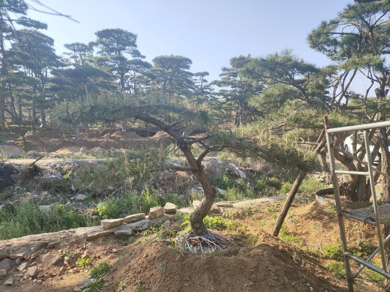 造型松
