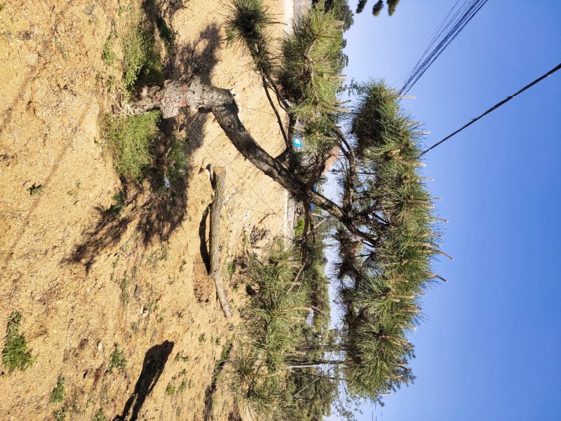 造型松