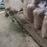 《每天都为你供应新鲜豆腐渣黄豆壳，腐竹碎沫》