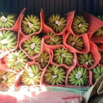 广西崇左龙州土芭蕉香蕉芭蕉粉蕉金粉银粉蕉