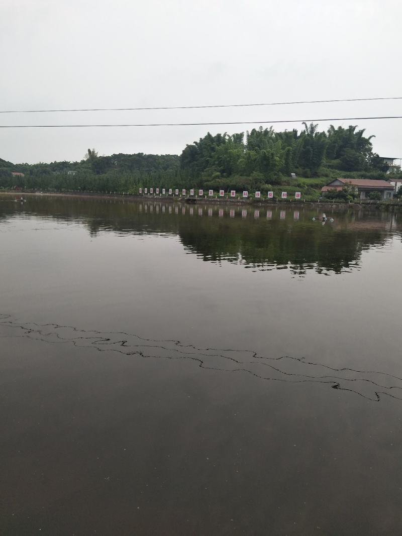 【巴鲨鱼】淡水鲨鱼青花鱼苗鱼场直销提供书面养殖资料