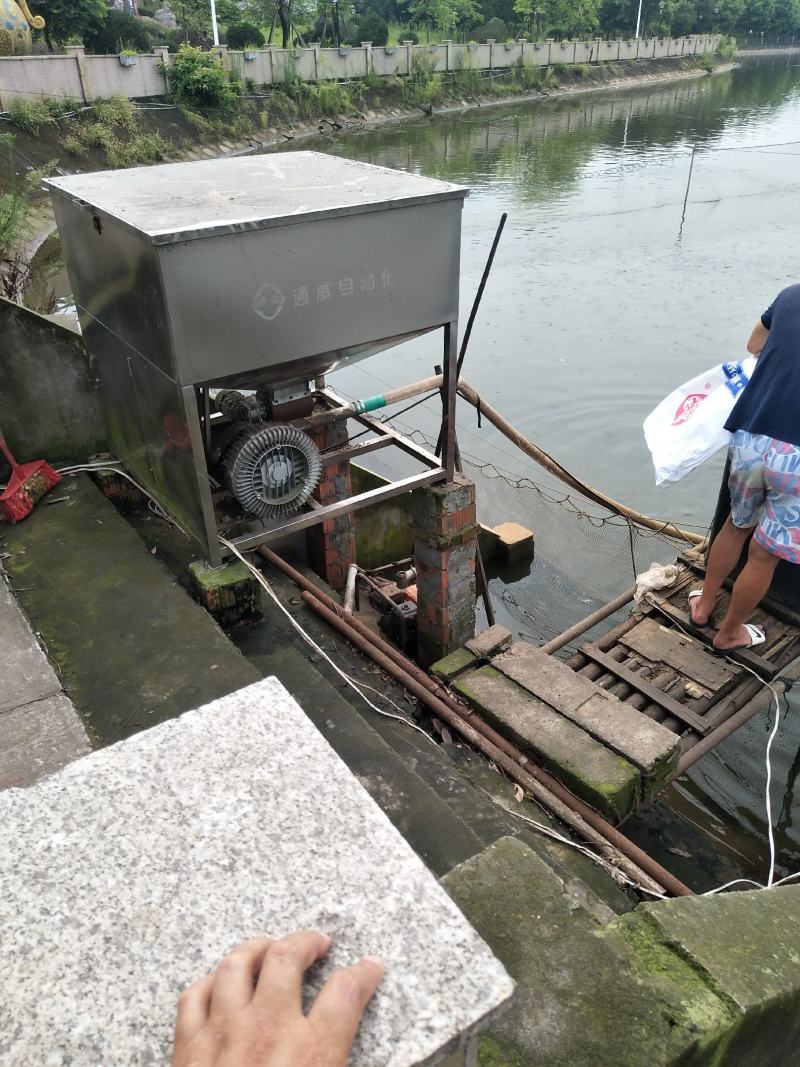 【巴鲨鱼】淡水鲨鱼青花鱼苗鱼场直销提供书面养殖资料