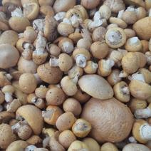 野生黄蘑菇，青海特产