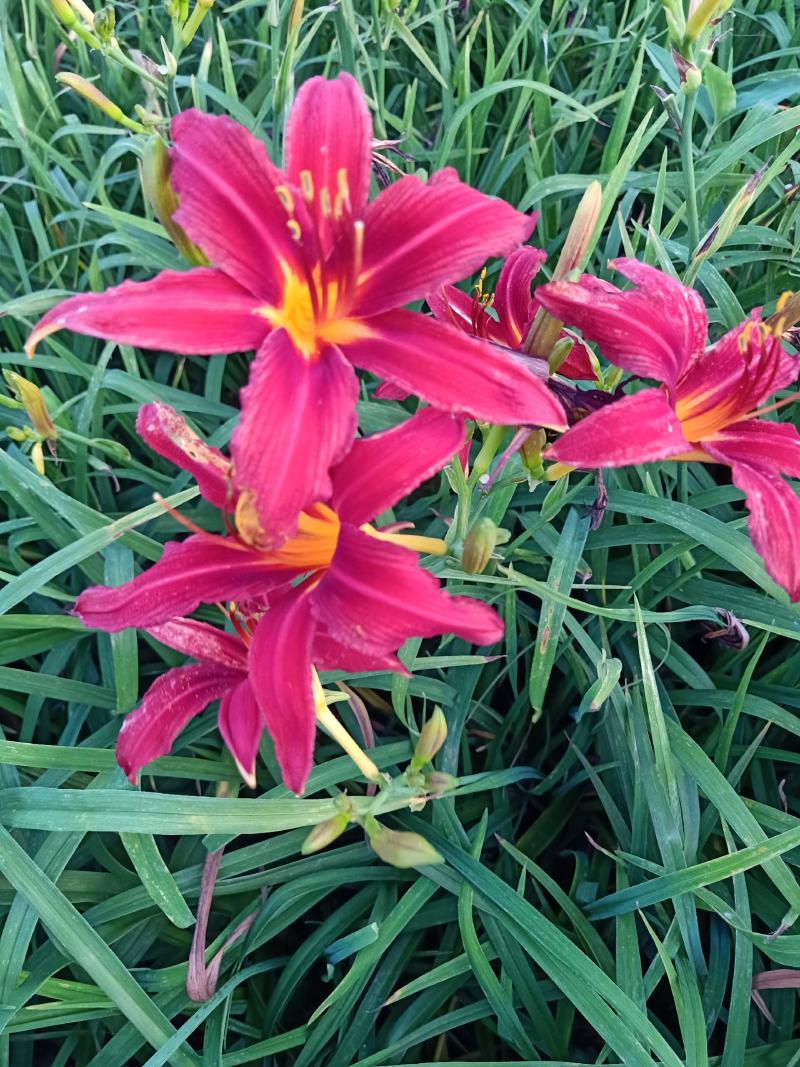 优选台安红花萱草苗圃直发大量现货供应价格可谈