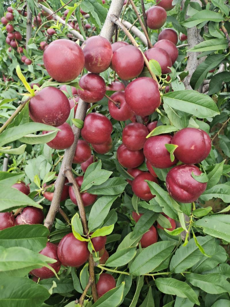 珍珠枣油桃精品油桃离合珍珠枣油桃，枣油桃