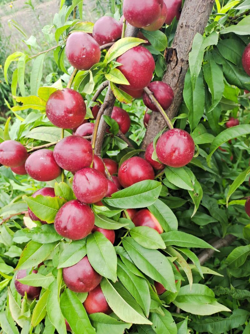 珍珠枣油桃精品油桃离合珍珠枣油桃，枣油桃