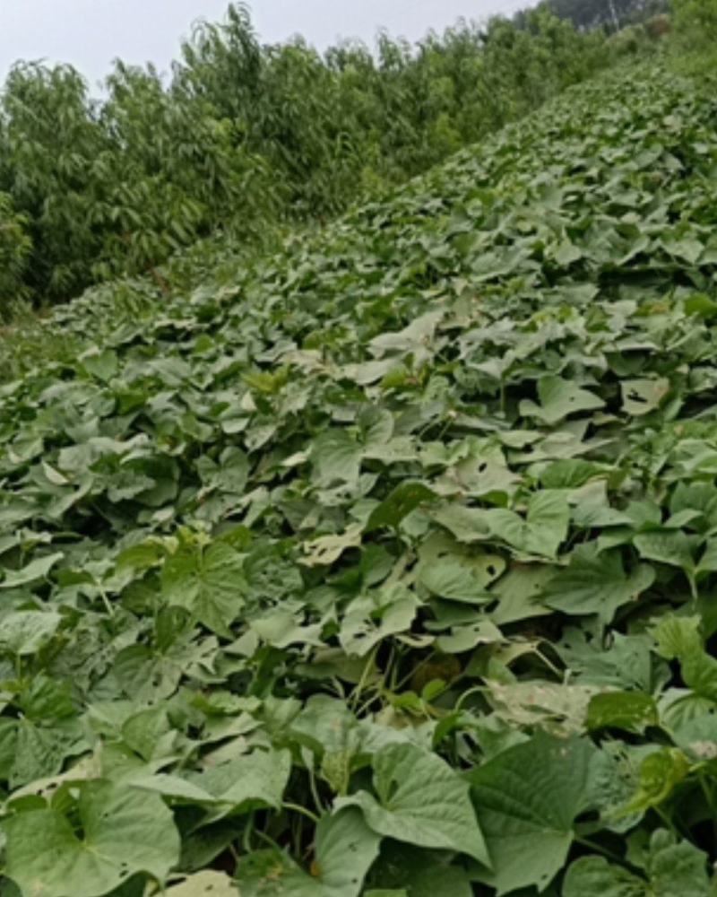 龙薯9号多个品种产地直发大量有货下地看货