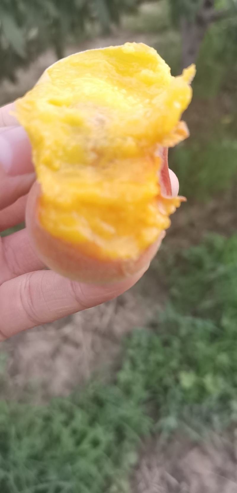 黄心蟠桃新鲜水果黄心油桃非水蜜桃蟠桃孕妇水果