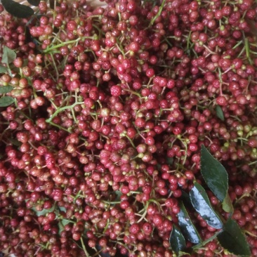 新鲜花椒花椒产地红花椒大量上市