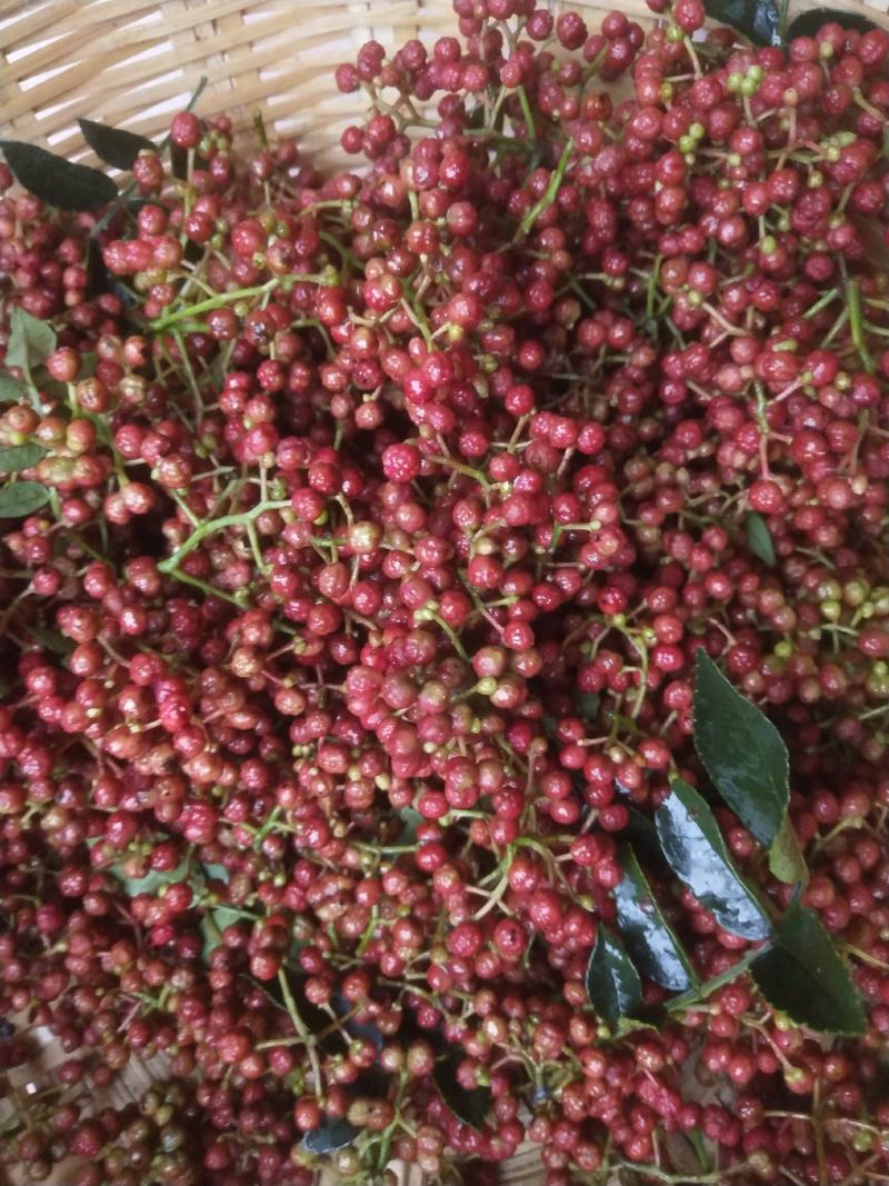 新鲜花椒花椒产地红花椒大量上市